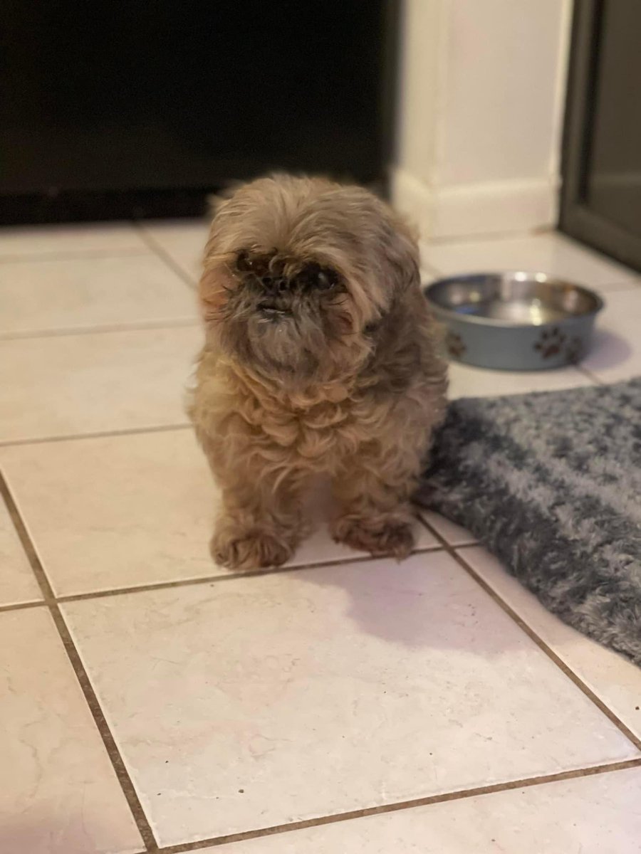 100+ Abandoned Dogs tweet media