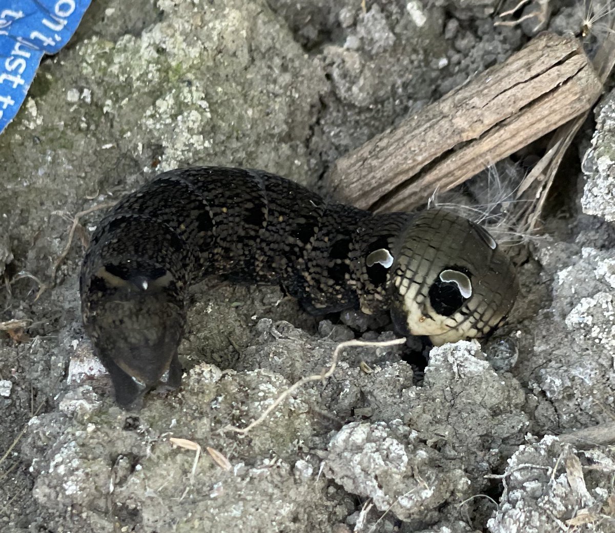 joshwragg_'s tweet photo. @PhilNaylor2 @savebutterflies @ukbutterflies @moths_daily @moths @DevonWildlife Found one (or something similar!) while doing my garden last week. However I didn’t have a clue what it was and just sent it to family chats to discuss 🤣 https://t.co/VIJx6Zt3ia