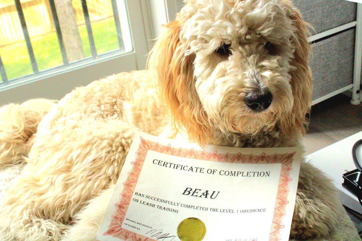 goldenk9beau's tweet photo. Congratulations to Beau on competleting level 1 obedience training https://t.co/YrgS2mgohS