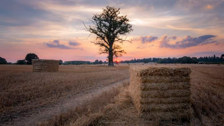Another nice sunset to end a very hot day. Harvest fields over Bradshaw's farm. ☀️ Thank lee  . Beautiful photo