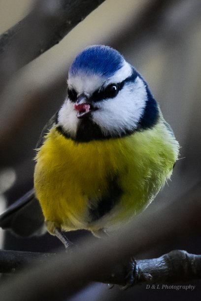 Blue Tit