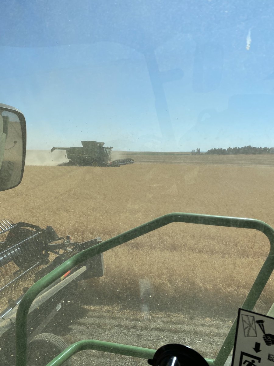 Starting on yellow peas today