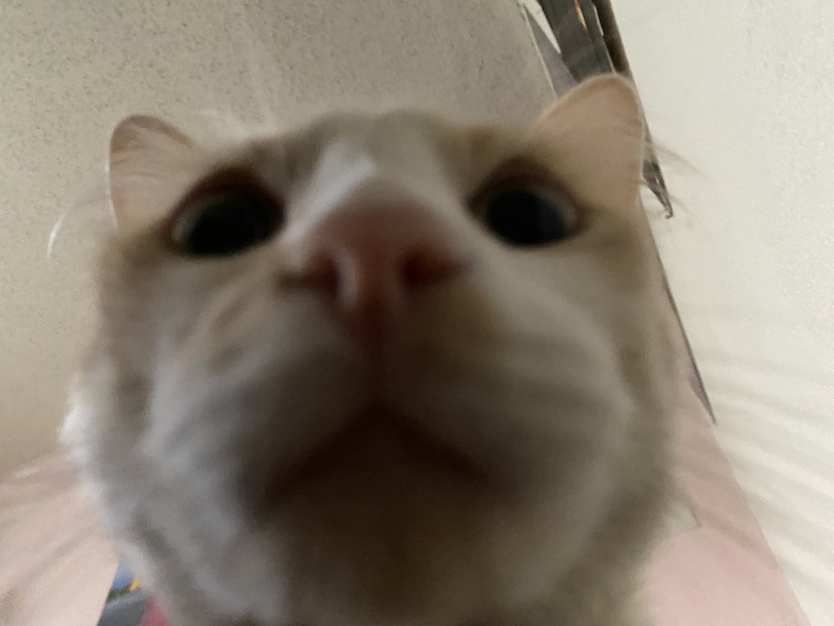 repgress's tweet image. Mio

#KCAMexico #JoaquinBondoniFashion #AuronPlay #MontPantoja  #FerVCHILE