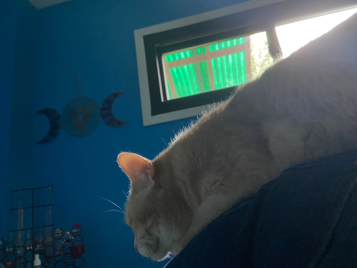 MillennialPagan's tweet photo. My weekend so far:

1. A butterfly I found with a broken wing. Just trying to give it the best end of life I can. 
2. My cat trying to nap on my hip.
3. My new desk and set up!

Did I mention we are recording our first episode back from hiatus in less then 15 minutes? https://t.co/A9lUqg4G0e