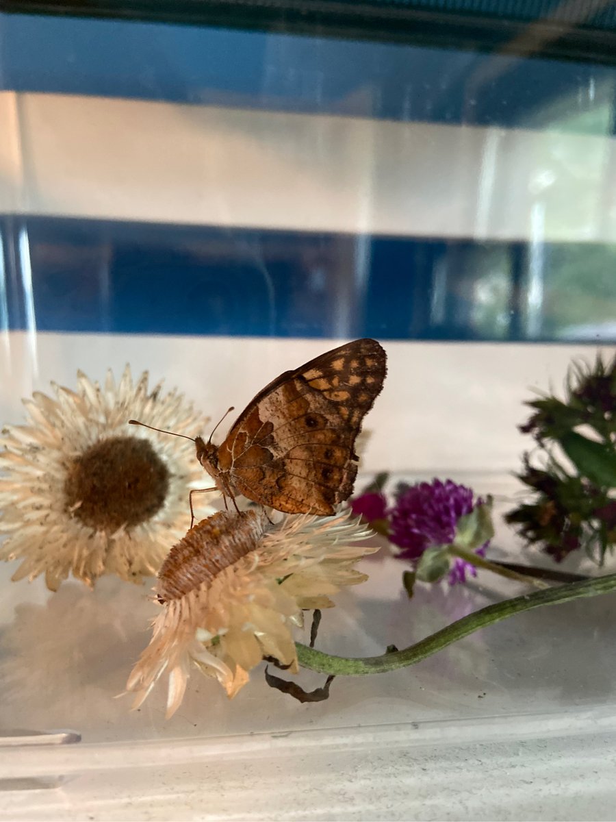 MillennialPagan's tweet photo. My weekend so far:

1. A butterfly I found with a broken wing. Just trying to give it the best end of life I can. 
2. My cat trying to nap on my hip.
3. My new desk and set up!

Did I mention we are recording our first episode back from hiatus in less then 15 minutes? https://t.co/A9lUqg4G0e