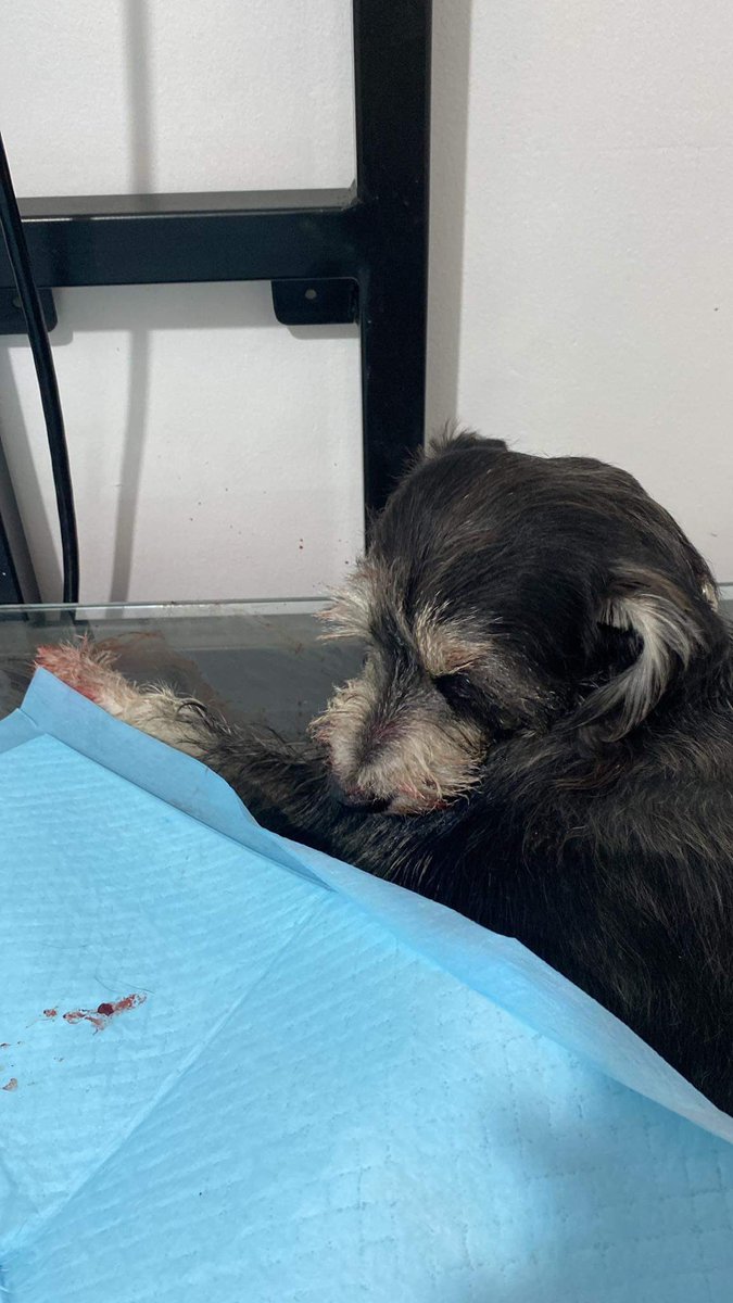 lvskitt's tweet photo. Hola amigos!, ayer día la mascota de mi mejor amiga tuvo un accidente, el cual hizo que perdiera una patita y la otra sigue en recuperación. Ella tiene en venta cositas (por si son de Mty) y pudieran apoyarla debido a que se deben solventar muchos gastos para su recuperación. https://t.co/KVJxFeZZiP