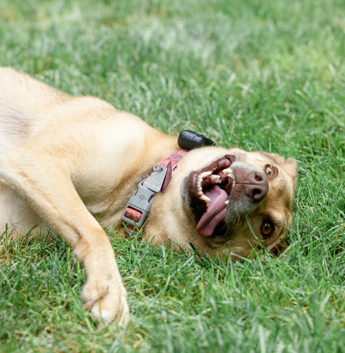 cthumane's tweet photo. Pharaoh. Class of 2020
#Dogs #GoofyDogs #DogsWhoSmile #pups #Woof
@kikidukephotography
https://t.co/qLNc2nNwNM https://t.co/x3j7BcHZ4k