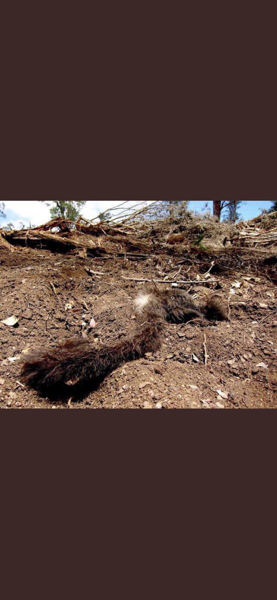 mac_bron's tweet photo. @LilyDAmbrosioMP Lily, maybe you can inform the press gallery about how your government uses our money to mercilessly log our natural carbon stores, our beautiful native forests, killing endangered wildlife (see pic of dead greater glider below) in this time of #ClimateEmergecy https://t.co/H06INUdVF4