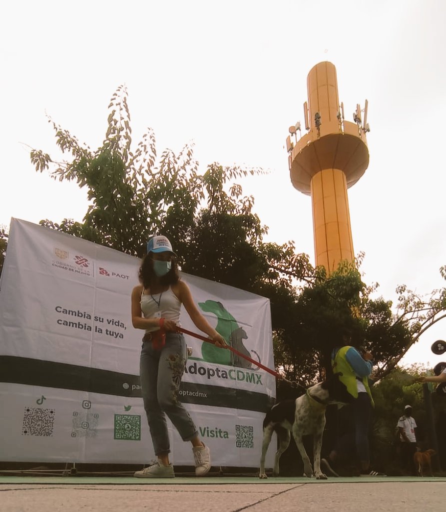 PAOTmx's tweet photo. Un poco del 1er fin de semana  de adopción!🐶🐾🖤

Si apenas te enteraste, ¡no te preocupes! Aún puedes
conocer y adoptar un perrito
🗓️ 20 y 21 de agosto 
📍 Dentro de @Papalote_Museo de Chapultepec 🦗
⏰12 a 4 h

⬇️Llena aquí la solicitud da adopción 👇https://t.co/qfEwYbqBqd https://t.co/xFgxkv1jTI