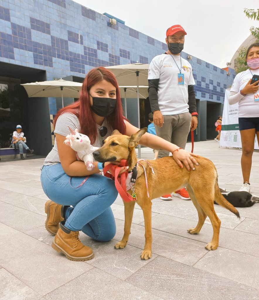 PAOTmx's tweet photo. Un poco del 1er fin de semana  de adopción!🐶🐾🖤

Si apenas te enteraste, ¡no te preocupes! Aún puedes
conocer y adoptar un perrito
🗓️ 20 y 21 de agosto 
📍 Dentro de @Papalote_Museo de Chapultepec 🦗
⏰12 a 4 h

⬇️Llena aquí la solicitud da adopción 👇https://t.co/qfEwYbqBqd https://t.co/xFgxkv1jTI