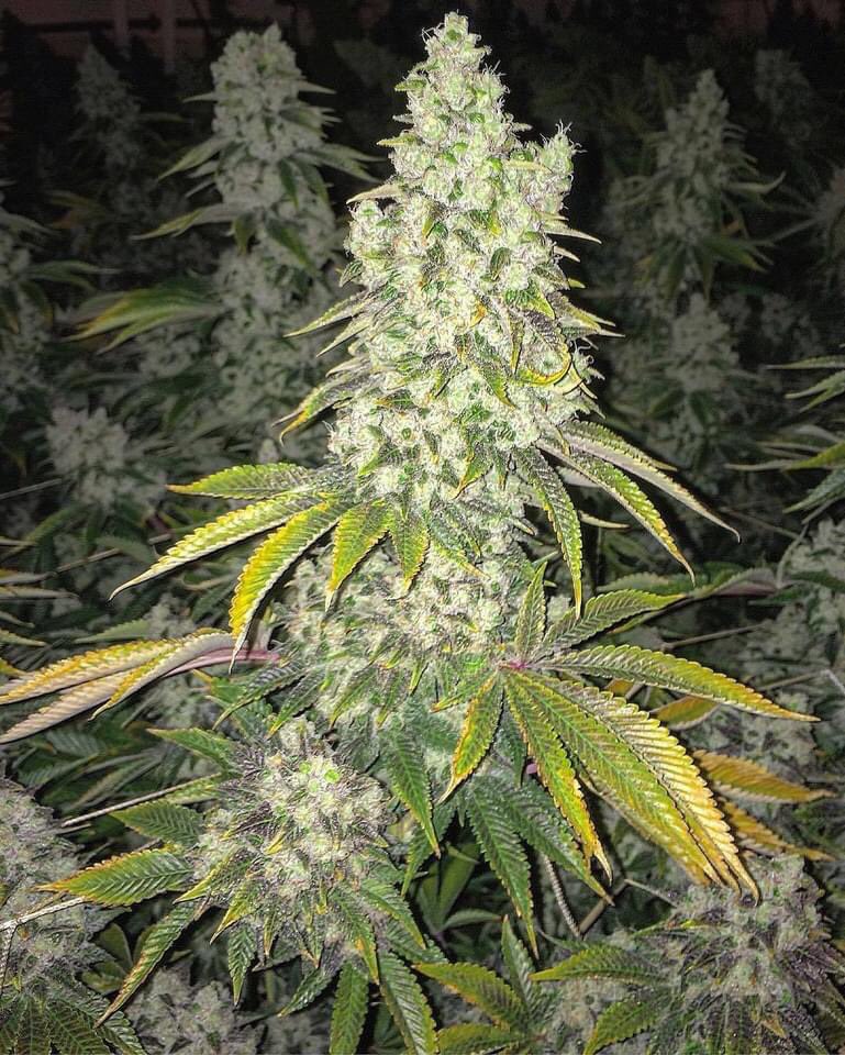 😎😎
👉🏻high420.shop