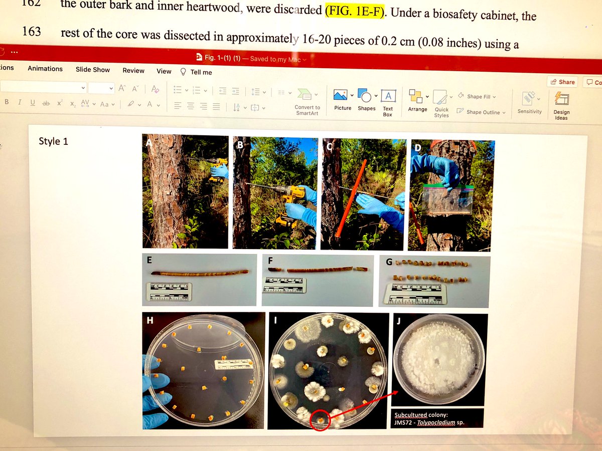 ClinicPlant's tweet photo. Finally ready to push ๐ช๐ผthis super cool study on #fungi #endophytes โค๏ธ๐from #pines ๐ฒ in collaboration with @jumsoares1 @karlsenayala and @Salvador_PhD #Tolypocladium #hypocreales #fungaldiversity https://t.co/He7c8sLGf5
