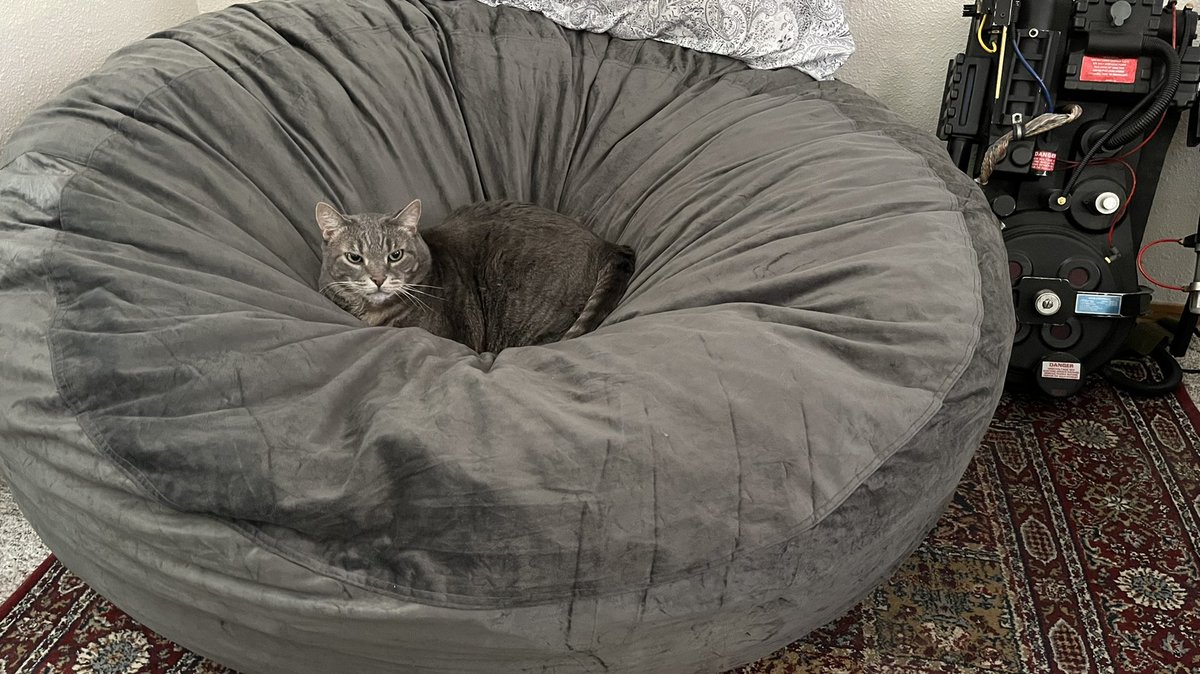 datbuddhacat's tweet photo. Finally, a bed my size. https://t.co/AYCDMlzOQL