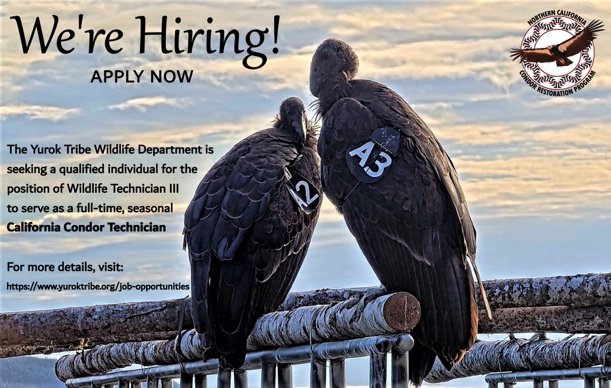 YurokCondors's tweet photo. NOW HIRING! Please share! The Yurok Tribe Wildlife Department is recruiting for the position of Wildlife Technician III, with duties focused on #californiacondor monitoring and management for the NCCRP population.

For more information:
https://t.co/MgybULBP5u

#endangeredspecies https://t.co/ODrj0gx8OA