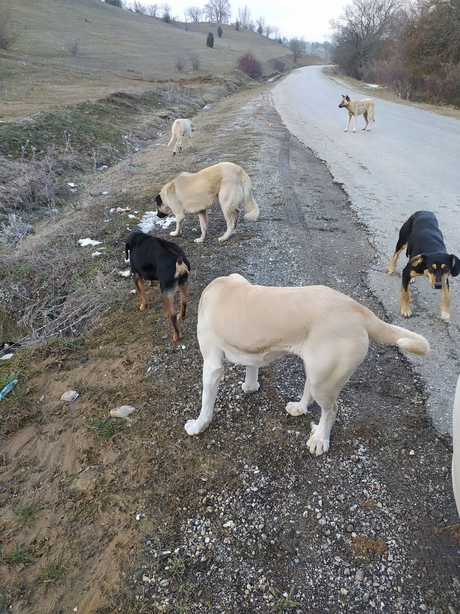 Birileri Şehir dışına birakiyor canlari arar buluruz!