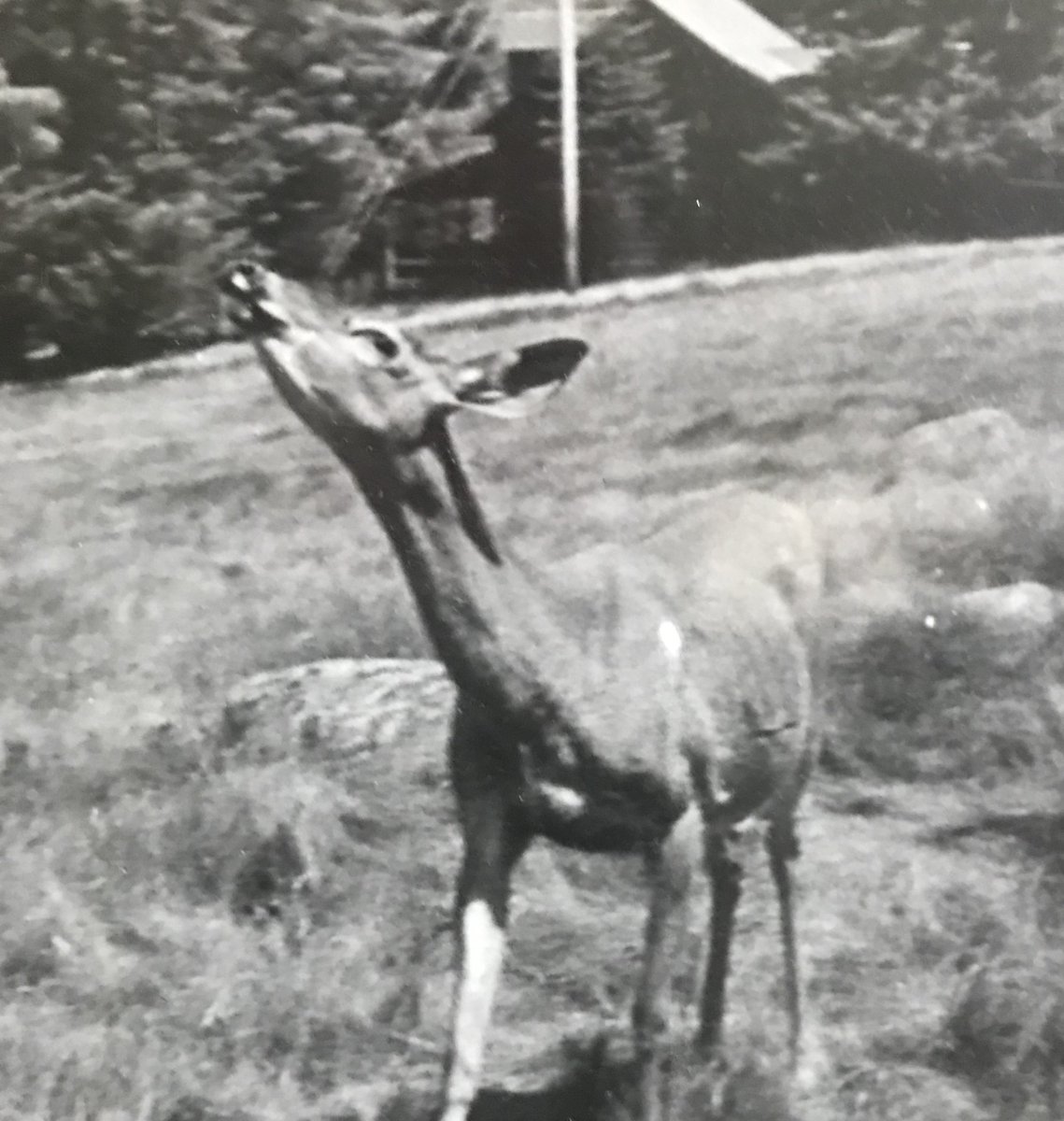 EllenJordis's tweet photo. A deer singing to the wondrous soprano saxophone stylings of Sidney #Bechet in upstate NY.
@russjazz https://t.co/wry0ghutli