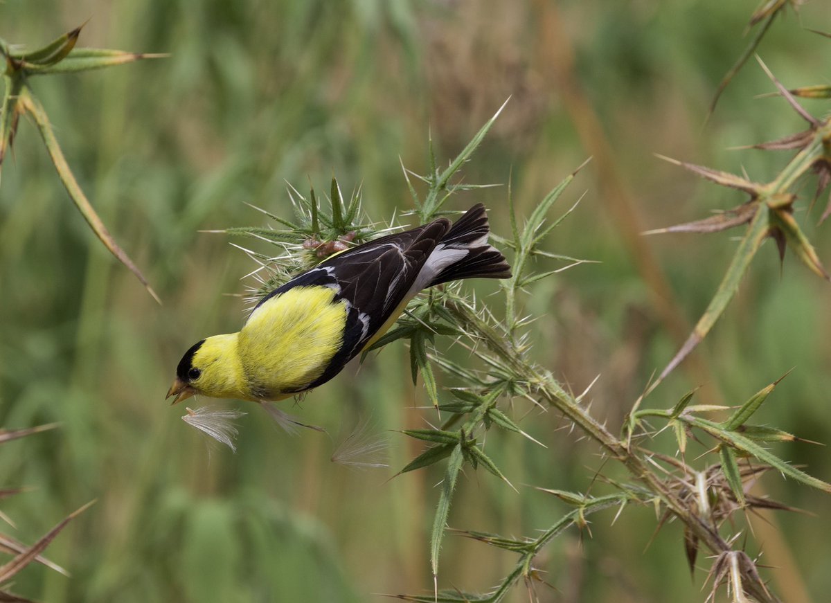kyle_odonnell_'s tweet photo. American goldfinch

#photography #nature #wildlife #naturephotography #wildlifephotography 
#birds #birdtwitter #birdsofmassachusetts https://t.co/RlVWbJpxdZ
