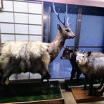 ツイートに含まれる画像