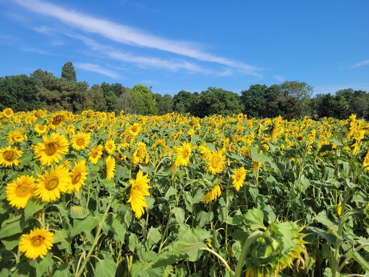 GinaBalicki's tweet photo. My happy place 🌻💛 https://t.co/LN12rFcmDO