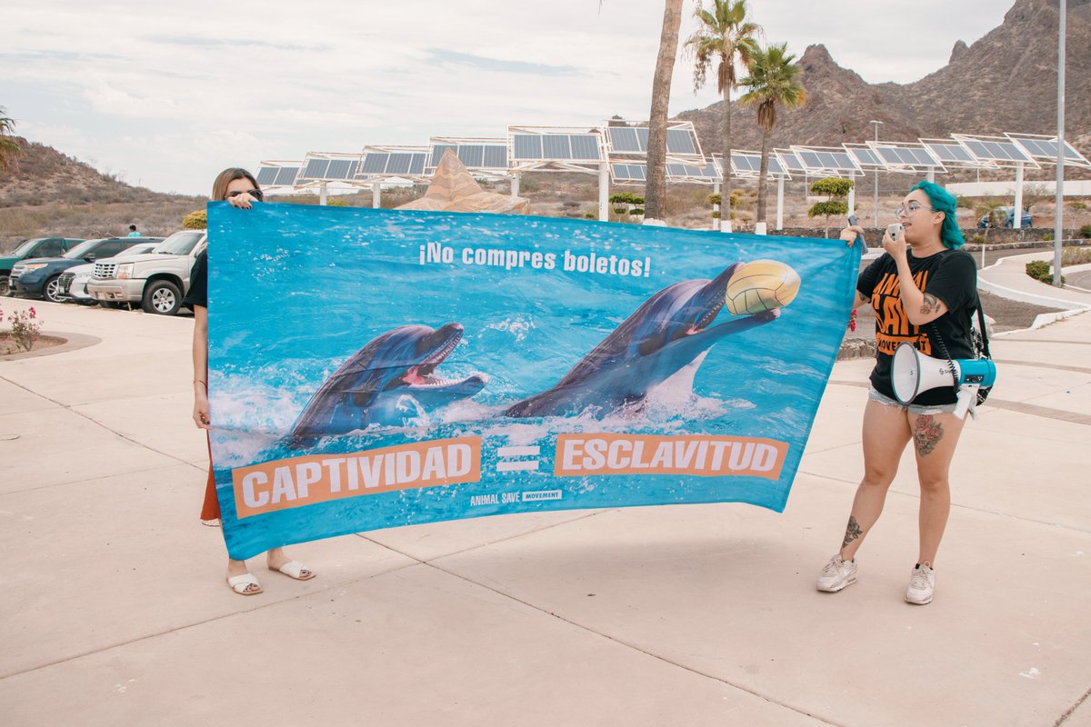 AnimalSaveHMO's tweet photo. En la etapa vacacional de Julio, estuvimos durante un fin de semana en San Carlos, Sonora y realizamos una protesta en el #DelfinarioSonora por la libertad de los delfines y lobos marinos que tienen en cautiverio, y dimos a degustar comida basada en plantas en playa los algodones https://t.co/bxwx7flCvo