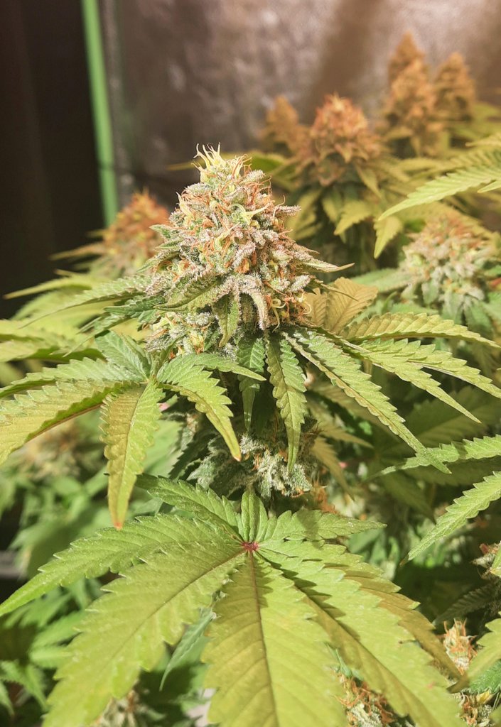 thechronicthumb's tweet photo. What is up #CannaFam this be #WhiteFireAlienKush Startin to put some colour on. @CoastalMaryVan beans up next!  #CanadianCannabis #GrowOrganics #GaiaGreen #GroTek #Mmemberville #CannabisCommunity #CannabisNews #cannabisindustry #420Life https://t.co/Tk1Jv2RdSG