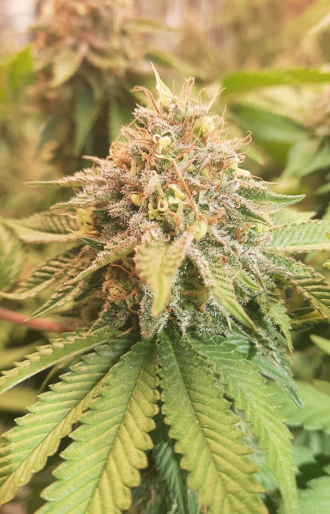 thechronicthumb's tweet photo. What is up #CannaFam this be #WhiteFireAlienKush Startin to put some colour on. @CoastalMaryVan beans up next!  #CanadianCannabis #GrowOrganics #GaiaGreen #GroTek #Mmemberville #CannabisCommunity #CannabisNews #cannabisindustry #420Life https://t.co/Tk1Jv2RdSG