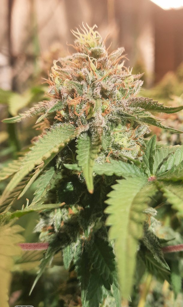 thechronicthumb's tweet photo. What is up #CannaFam this be #WhiteFireAlienKush Startin to put some colour on. @CoastalMaryVan beans up next!  #CanadianCannabis #GrowOrganics #GaiaGreen #GroTek #Mmemberville #CannabisCommunity #CannabisNews #cannabisindustry #420Life https://t.co/Tk1Jv2RdSG