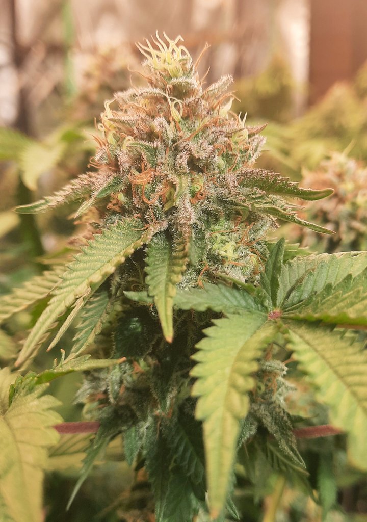 thechronicthumb's tweet photo. What is up #CannaFam this be #WhiteFireAlienKush Startin to put some colour on. @CoastalMaryVan beans up next!  #CanadianCannabis #GrowOrganics #GaiaGreen #GroTek #Mmemberville #CannabisCommunity #CannabisNews #cannabisindustry #420Life https://t.co/Tk1Jv2RdSG