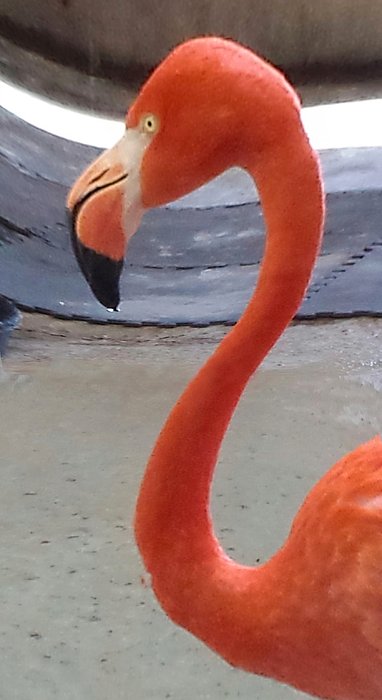 REEDITPHOTO's tweet photo. New artwork for sale! - "Pink Flamingo" - https://t.co/dEYI3wqEoU @fineartamerica https://t.co/fmcANNghM8
