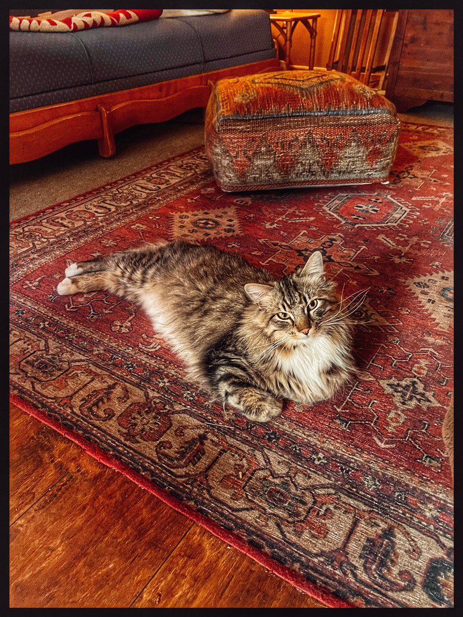 Cooper_Lechat's tweet photo. #SundayFunday mom’s playing with her phone camera, but I don’t mind😻🐾🐾#CatsOfTwitter #AdoptDontShop #TwitterCatCommunity https://t.co/Ra1IylLKh2