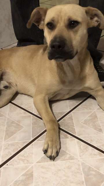 En adopción: Cachito - adoptame.com.mx/adopcion/masco…