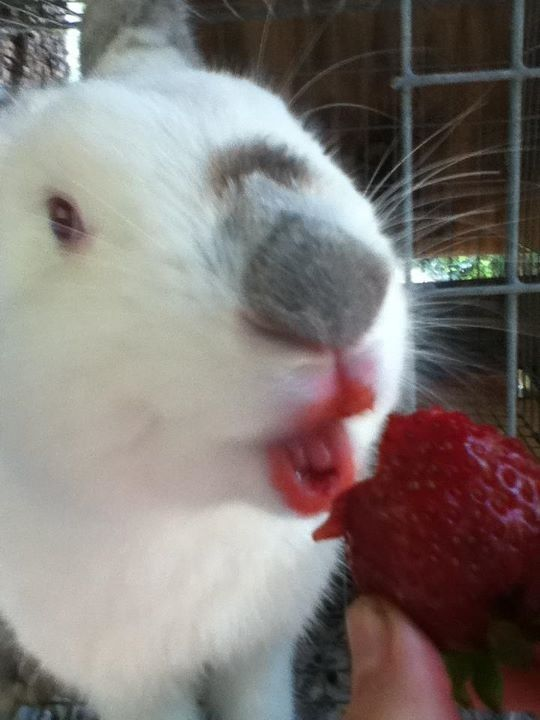 RabbitEveryHour's tweet photo. https://t.co/YrV4D9qRPU