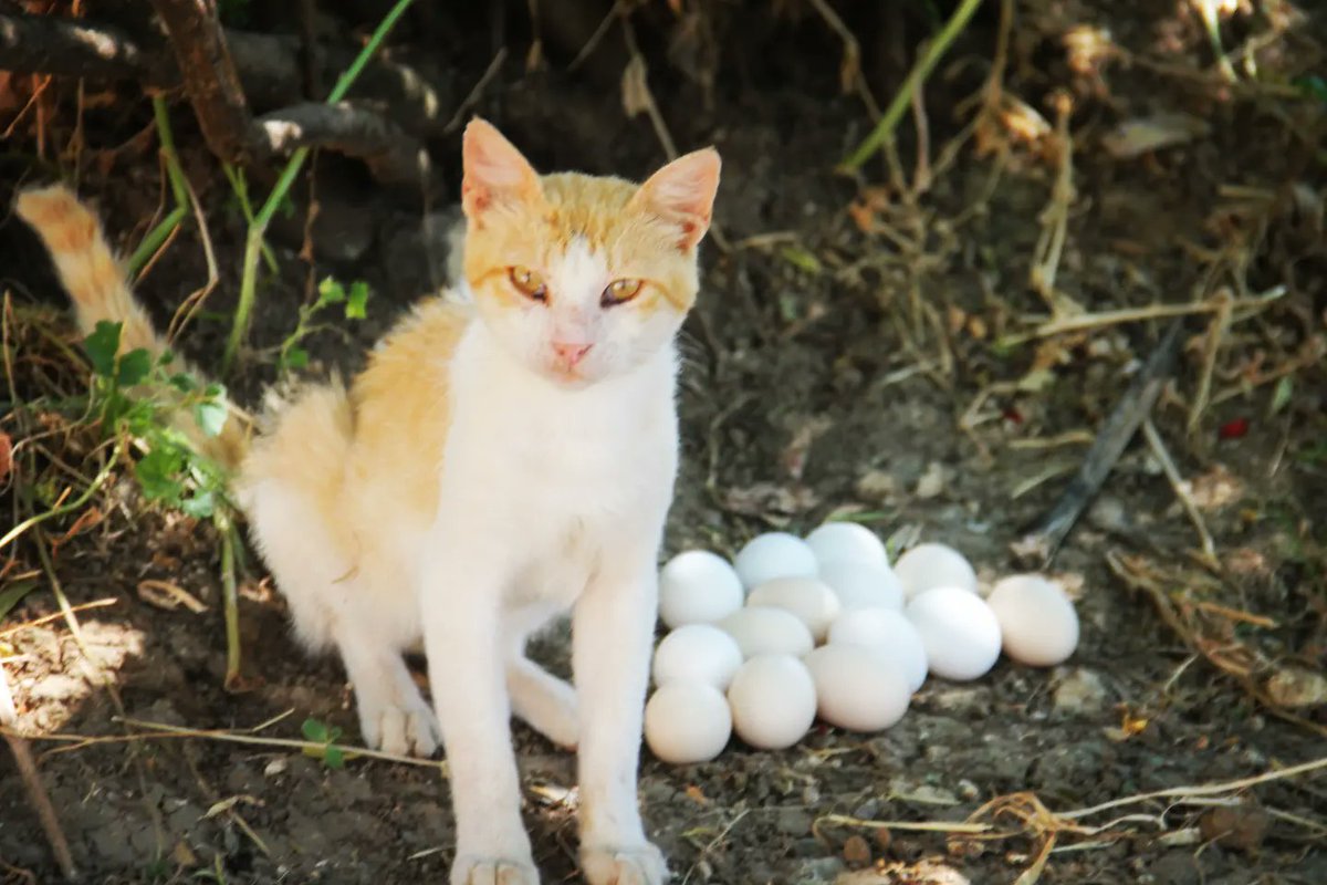 SyrianSora's tweet photo. Today's pictures from our shelter, they express a lot in me and for the many years of saving and saving these wonderful souls.  Does he deserve some of your generosity and donation so that we can continue?
Paypal Donation Link
https://t.co/ospIf0SNI4
Or 
https://t.co/nrrmwOPHXo https://t.co/7rMTRM2UIO