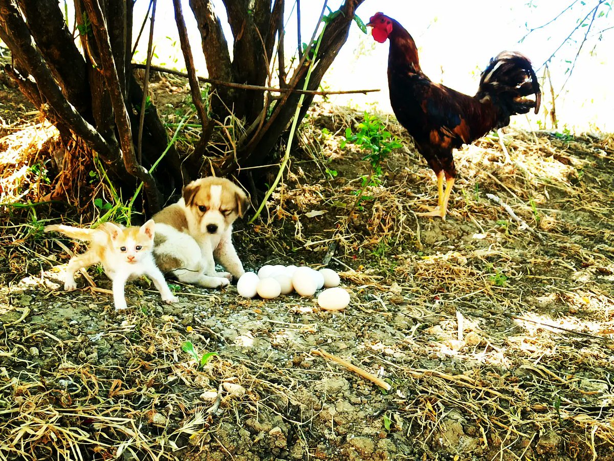 SyrianSora's tweet photo. Today's pictures from our shelter, they express a lot in me and for the many years of saving and saving these wonderful souls.  Does he deserve some of your generosity and donation so that we can continue?
Paypal Donation Link
https://t.co/ospIf0SNI4
Or 
https://t.co/nrrmwOPHXo https://t.co/7rMTRM2UIO