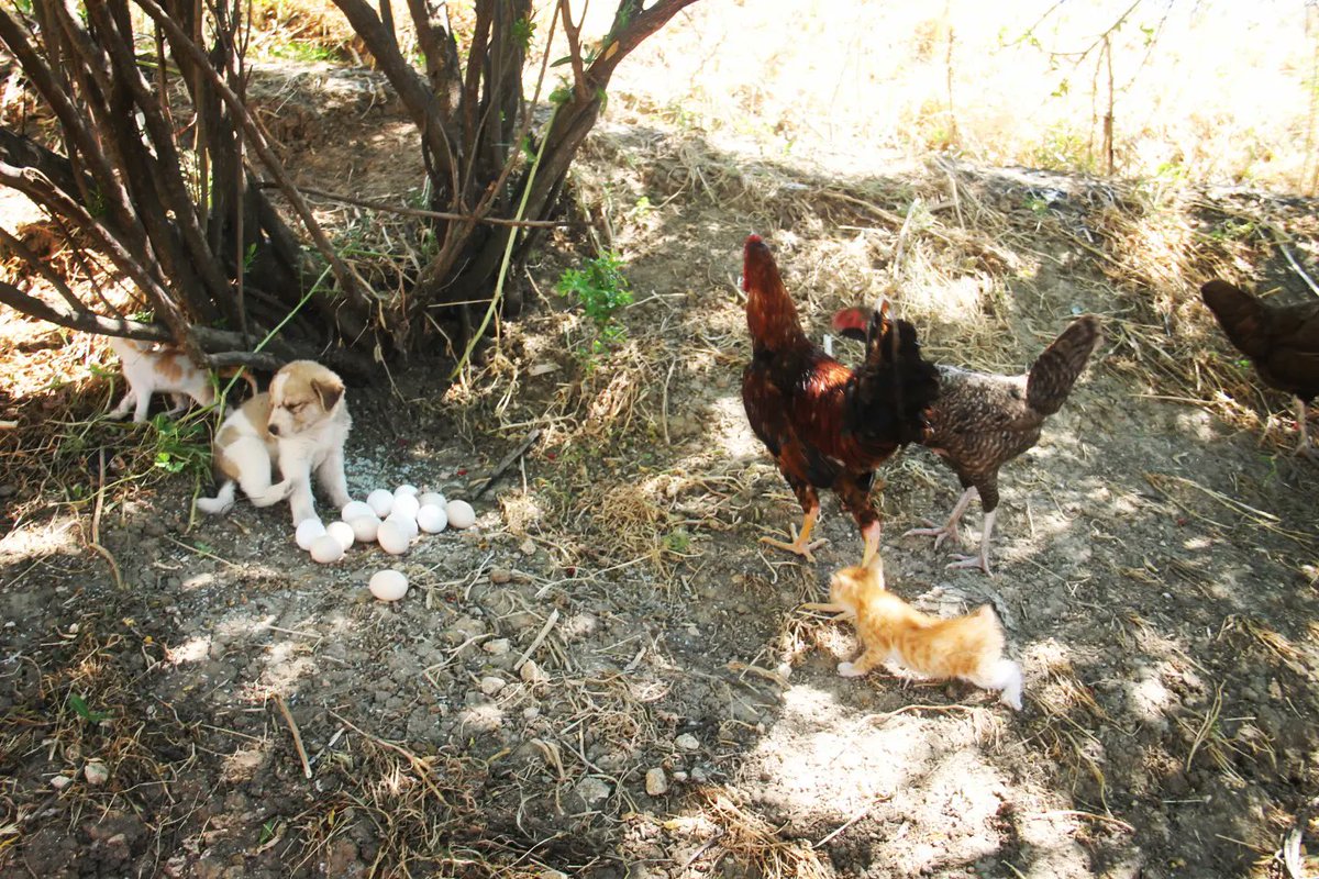 Today's pictures from our shelter, they express a lot in me and for the many years of saving and saving these wonderful souls.  Does he deserve some of your generosity and donation so that we can continue?
Paypal Donation Link
paypal.com/cgi-bin/webscr…
Or 
gofund.me/9fbe27f4