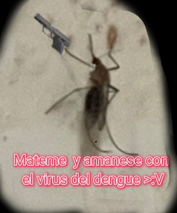 Fan_Ani_vale's tweet photo. @JohanSpeak_ Si Johan no ase envivo ya sabemos 
K paso (se murió por el virus del dengue xD 🦟 🔫) https://t.co/qnAJH4fD9y