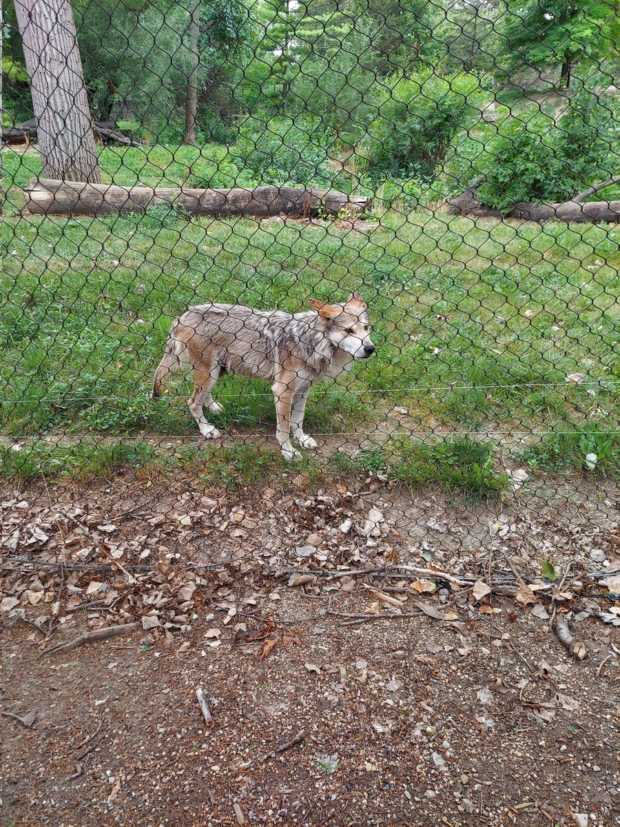 BellamenteRotto's tweet photo. #brookfieldzoo #SundayFunday #sundayvibes https://t.co/DapUmnW9XZ