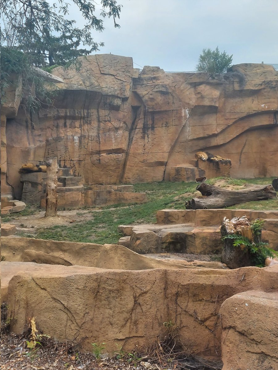BellamenteRotto's tweet photo. #brookfieldzoo #SundayFunday #sundayvibes https://t.co/KOl4Ft29JC