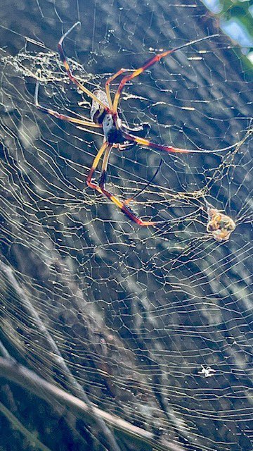 Reneerichards07's tweet photo. I almost walked into this fucking thing while walking my dog earlier😨 but then I got to watch it catch a little bug &amp; wrap it up lol https://t.co/zlcBTArfcx