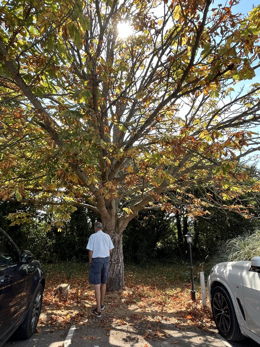 Lamb22Lamb's tweet photo. @jcurtisart It’s like autumn in August here in Devon! The horse chestnuts are really suffering from lack of water.😞 https://t.co/2imUcwdTLW