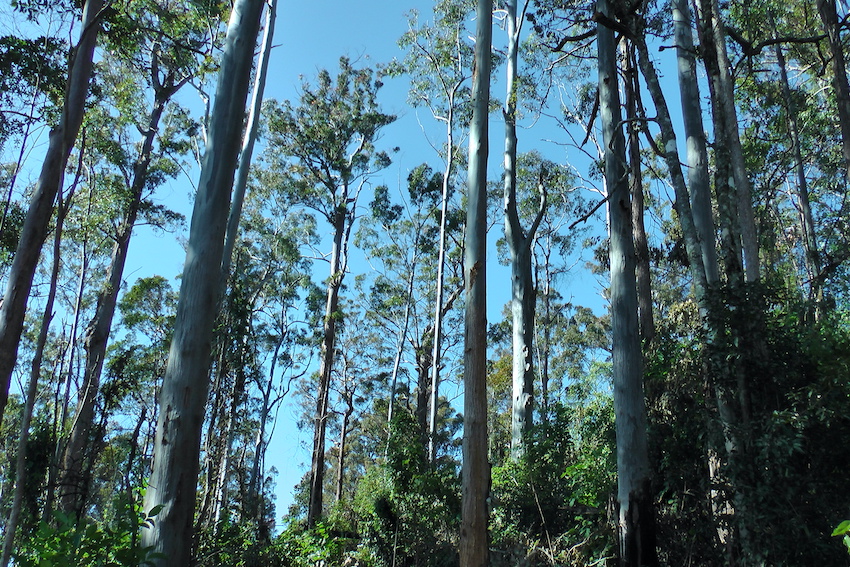CloudsCreek's tweet photo. BREAKING NEWS!
Citizen scientists found over 55 native logging breaches in Ellis state forest by FCNSW contractors.
https://t.co/dStsKFBV4p
Calls for @NSW_EPA to issue an urgent 'Stop Work' order preventing threatened species habitat destruction on the Dorrigo Plateau. #nswpol https://t.co/nWVJyYQOTH