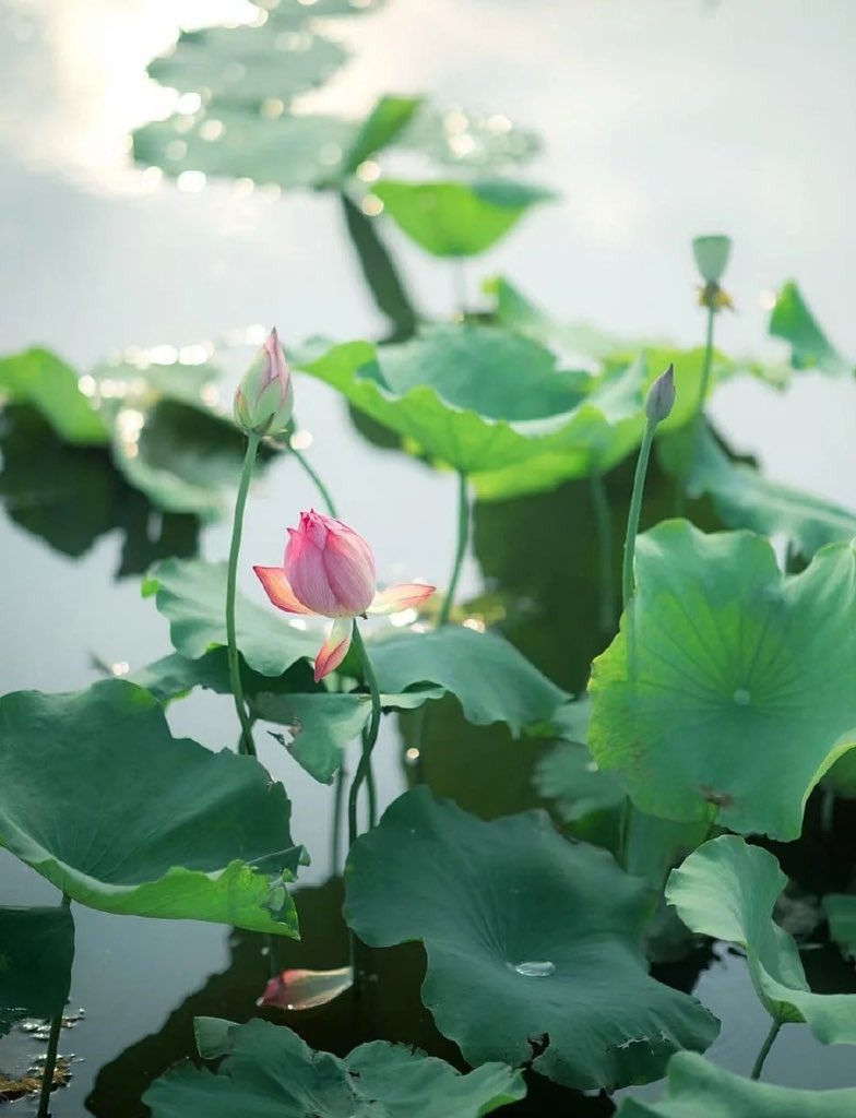 Lin44119588's tweet photo. 莲
江寒水不流，鱼嚼梅花影。看取禅心静，莲花出水时。——释敬安禅师 https://t.co/n41IA2zzaa