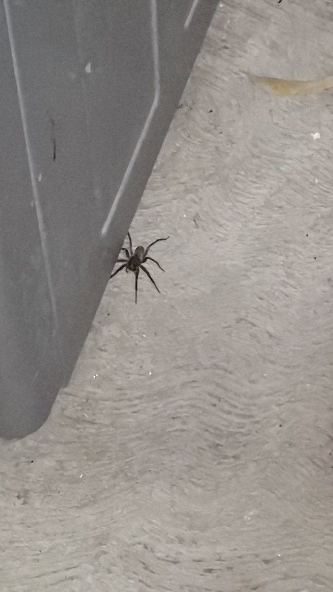 cortesszzzz's tweet photo. @Arachno_Cosas hola!!! No me quiero acercar mucho a esta muchacha, no sé si a esta distancia se pueda reconocer si es una araña de preocuparse? 
Estoy en Naucalpan
🙏🙏🙏 Mil gracias https://t.co/5dQ00me9Ce