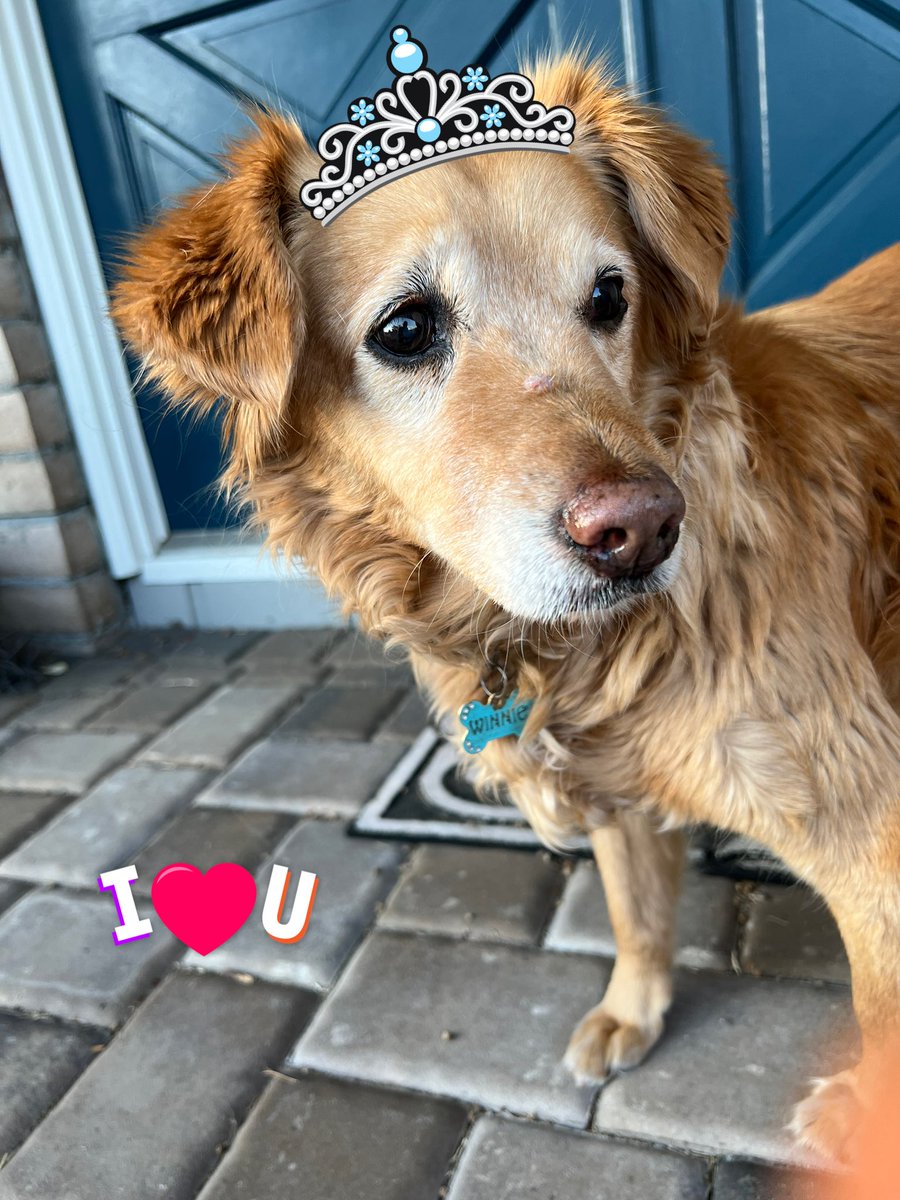 Today is Winnie’s 14th adoption day! We think she was at least a year old when we adopted her so she’s nearing the end but it days like these that remind how I love her.