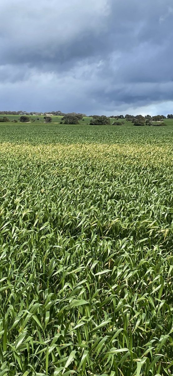 Had a fungicide 3 weeks ago, keep a look out.