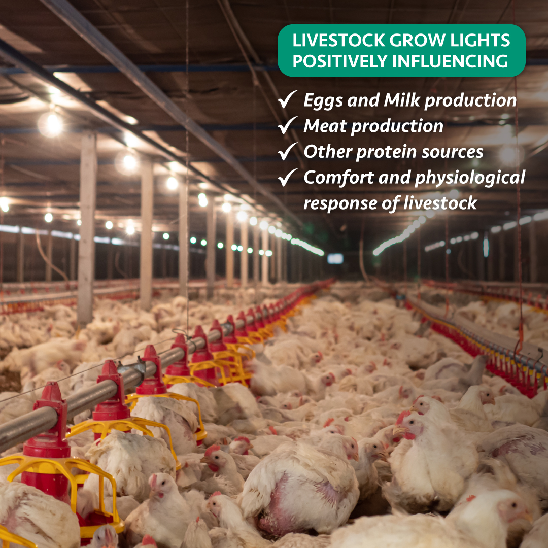 lightenginetech's tweet photo. 💡Lighting should comfort every life of walk. #LightEngine provides #livestock lighting solutions for customers to improve comfortability and physiological response process in animals, which could positively influence meat & egg production, and other protein sources. https://t.co/9m1p4xLxtW