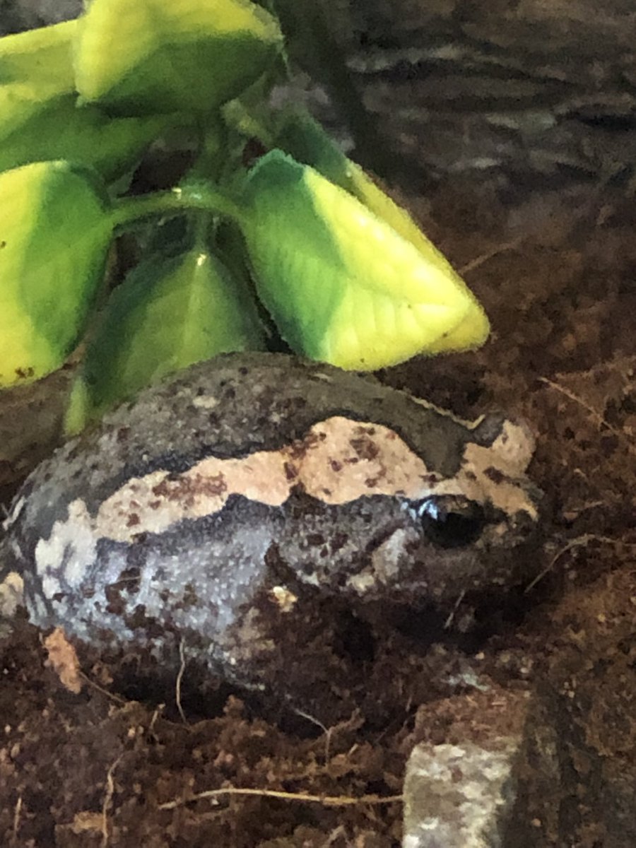 undeadSinker's tweet photo. Dirt Boi Castor #frog #chubbyfrog #frogs https://t.co/8lR06NjOzA