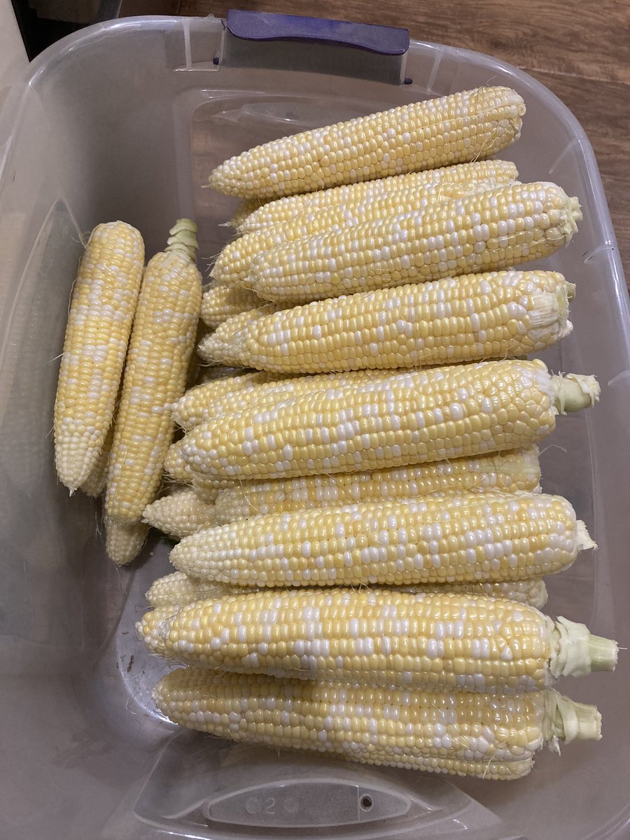 Freezing sweet corn tonight

If the sweet corn crop is any indicator on what the field corn could be, wowza! 

Biggest sweet corn I’ve grown, which makes it really nice to cut off!