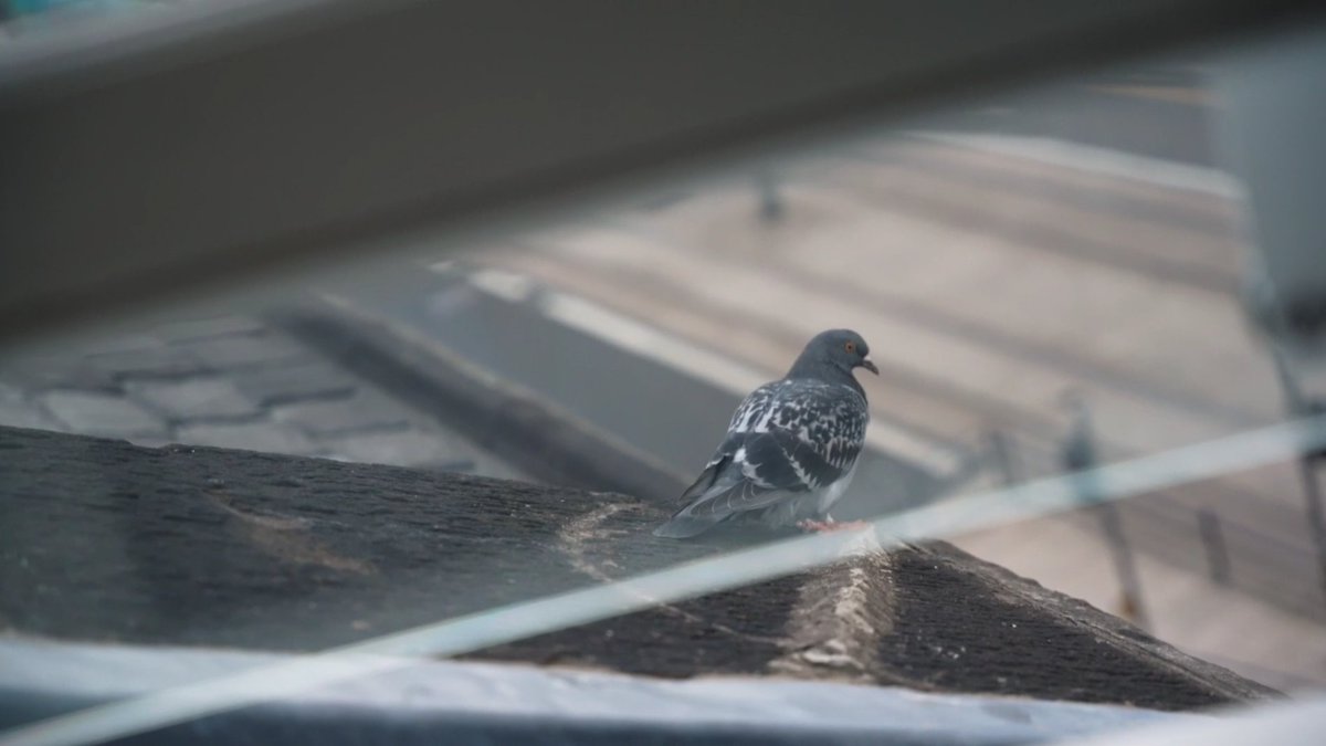Darkscorex's tweet photo. Because time zones exist, I always work during the  #studybuddies stream. So I've been going through my 'backlog' of VODs. Here's my study from the July 16th stream (shots from movies).  I give you Paul's Pigeon! https://t.co/wpRPcneTuQ