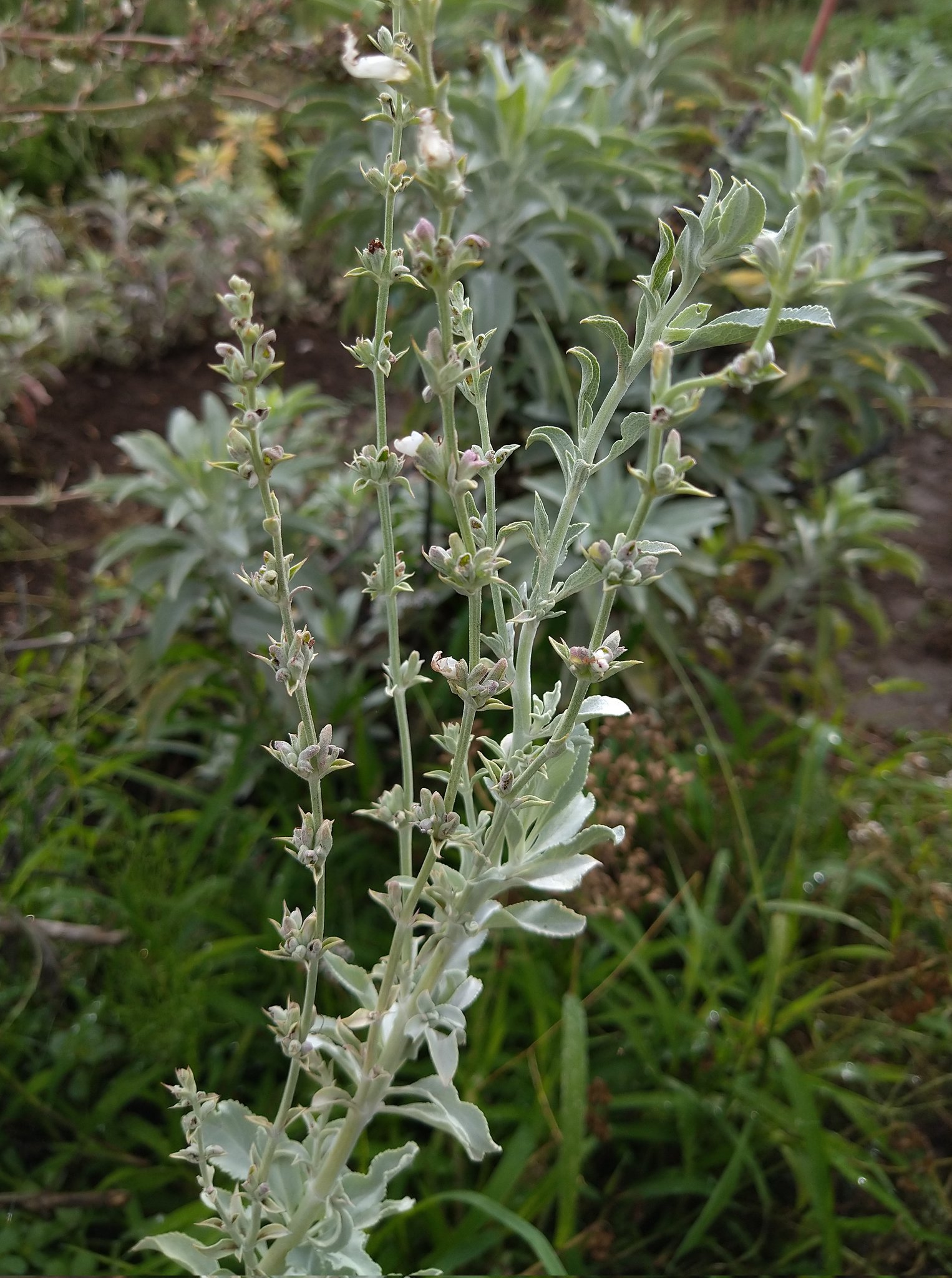 ホワイトセージ栽培中 Herb White Sage Twitter
